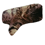 lovely my cats