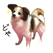 ichikawasakura