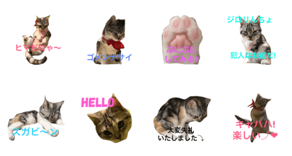 priscilla cat