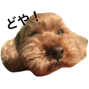 Pelu's sticker