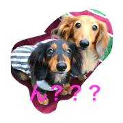 Dachshund Brother chanmaru Army corps
