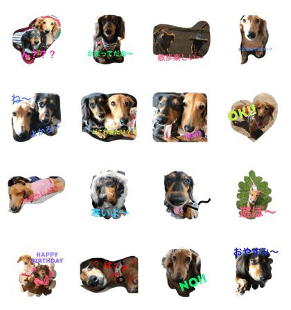 Dachshund Brother chanmaru Army corps