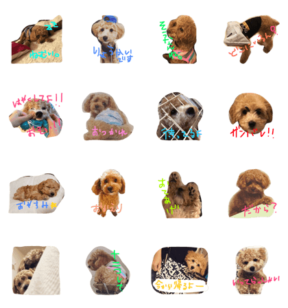 jack&will dogs