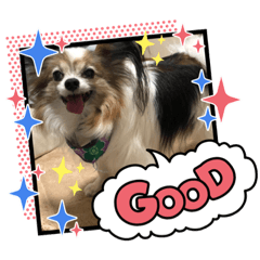 panda_20210412223315