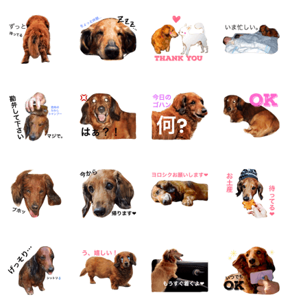Lovely Plump Dachshund