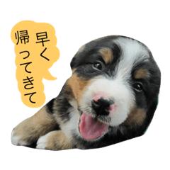 Bernese Mountain Dog contact sticker