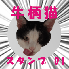 Bicolor cat sticker (series 01)
