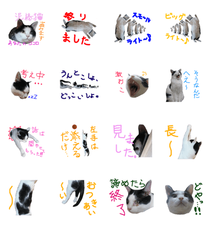 Bicolor cat sticker (series 01)