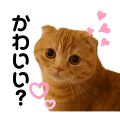 nyanchii_20210413054438