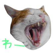 uchinonekotachi