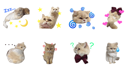 Best friend "kurumi&mio"cat