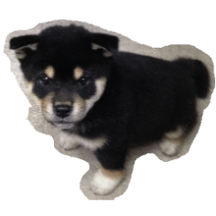 SHIBA DOG KOTETSU