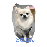 tono handsome