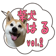 Shiba Haru NO.2