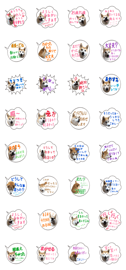 Shiba Haru NO.2