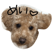 May of the toy poodle