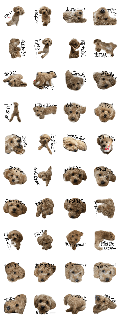 May of the toy poodle