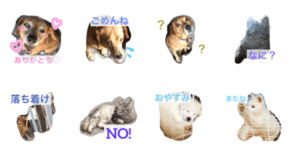 pet our stamp