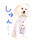 toy poodle Daifuku 2