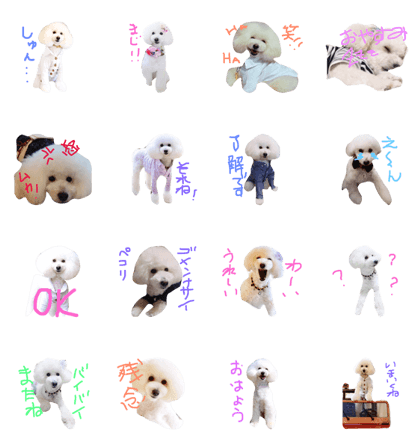 toy poodle Daifuku 2