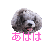 Greeting from Toypoodle chi
