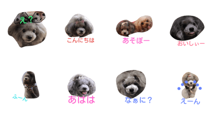 Greeting from Toypoodle chi