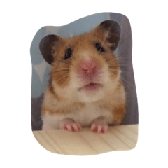 hamstercoco