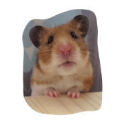 hamstercoco