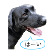 blackLabINDY3