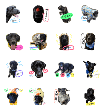blackLabINDY3