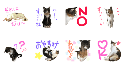 Lily & Qinaco