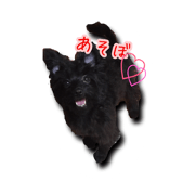 pomepu chiko ver.2