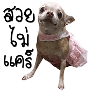 Wasabi Happy Dog