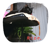 Black Cat Qoo