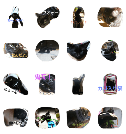 Black Cat Qoo