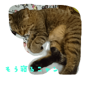 Lovely Lovely CAT