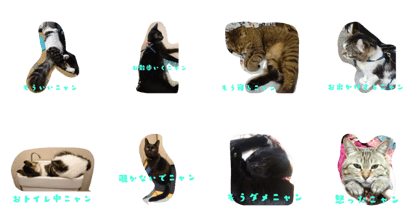 Lovely Lovely CAT