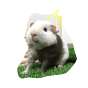 rapu