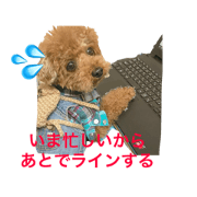 Poodle.jiii 6
