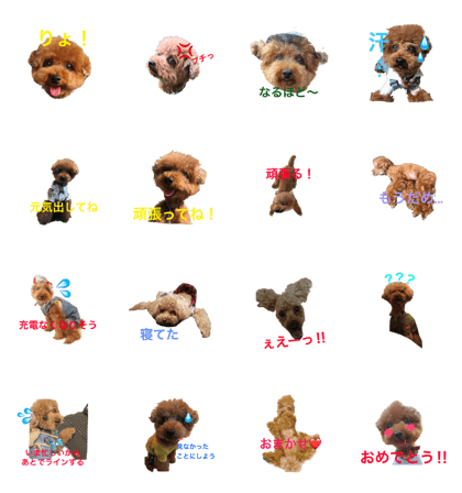 Poodle.jiii 6