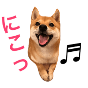 nikochan-mameshiba