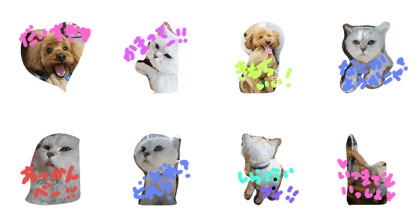 cuty pet