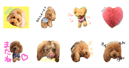 poodle neon&cocona2