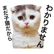 Round face cats episode 1