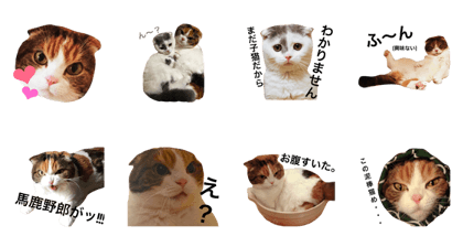 Round face cats episode 1