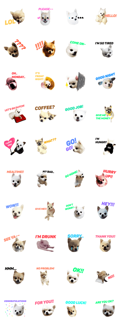 Cute Pet 001
