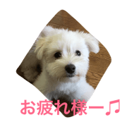 DOG LOVE 2