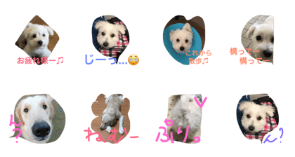 DOG LOVE 2