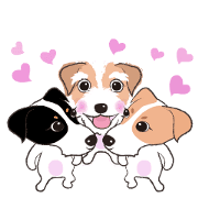 Playful jack russell terrier
