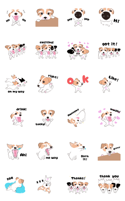 Playful jack russell terrier